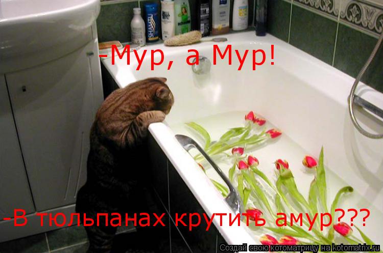 -Мур, a Мур! -В тюльпанах крутить амур???... Котоматрица: -Мур, a Мур! -В тюльпанах крутить амур???