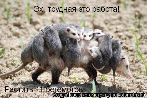 Эх, трудная это работа! Растить 11 бегемотов... Котоматрица: Эх, трудная это работа! Растить 11 бегемотов