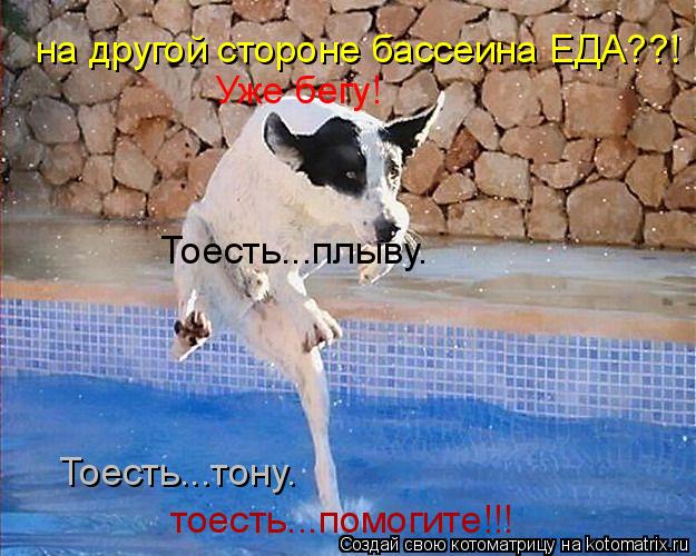 на другой стороне бассеина ЕДА??! Уже бегу! Тоесть...плыву. Тоесть...тону. тоесть...помогите!!!... Котоматрица: на другой стороне бассеина ЕДА??! Уже бегу! Тоесть...плыву. Тоесть...тону. тоесть...помогите!!!