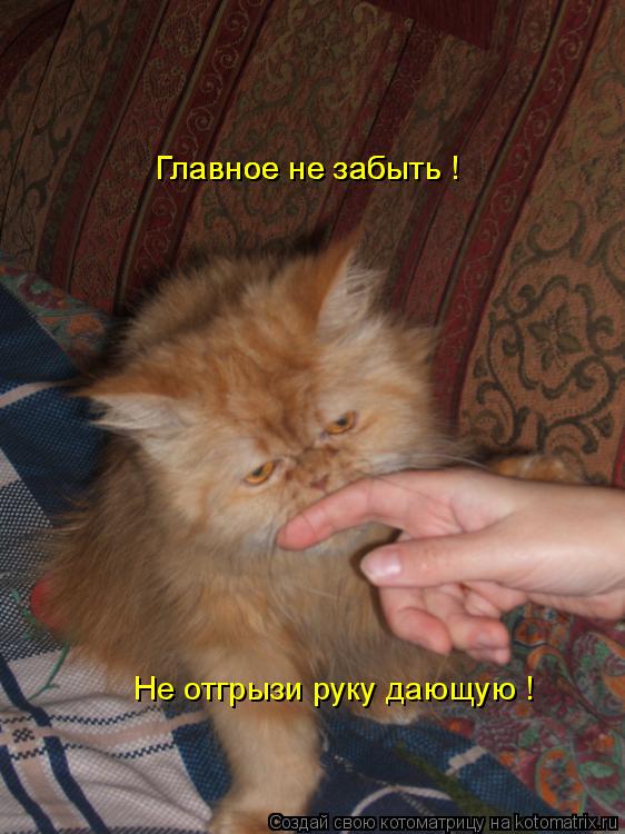 Главное не забыть ! Главное не забыть ! Главное не забыть ! Не отгрызи руку дающую !... Котоматрица: Главное не забыть ! Главное не забыть ! Главное не забыть ! Не отгрызи руку дающую !