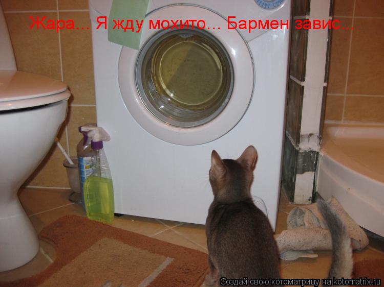 Жара... Я жду мохито... Бармен завис... Жара... Я жду мохито... Бармен завис...... Котоматрица: Жара... Я жду мохито... Бармен завис... Жара... Я жду мохито... Бармен завис...