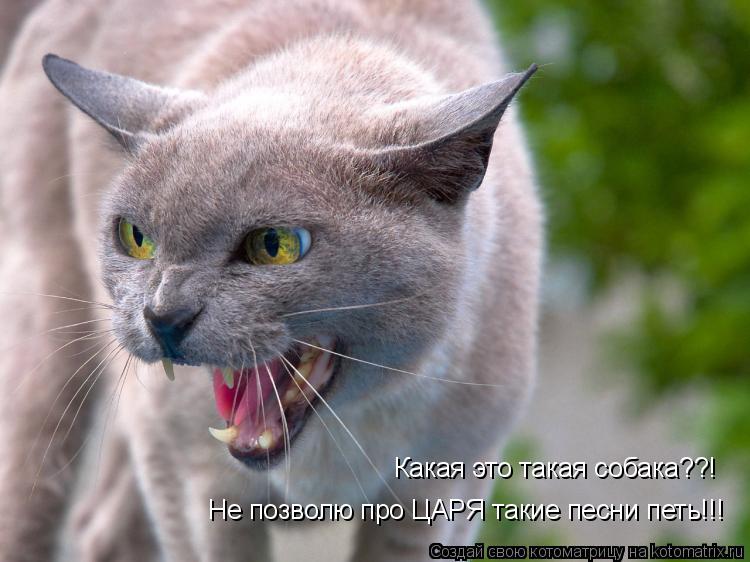 Не позволю про ЦАРЯ такие песни петь!!! Какая это такая собака??!... Котоматрица: Не позволю про ЦАРЯ такие песни петь!!! Какая это такая собака??!