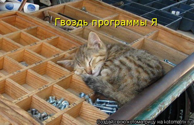 Гвоздь программы Я... Котоматрица: Гвоздь программы Я