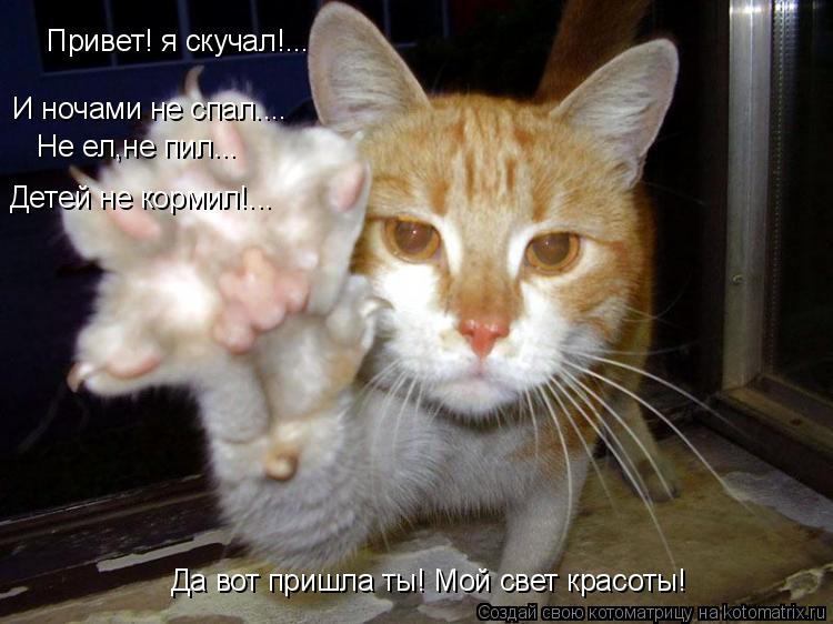Привет! я скучал!... И ночами не спал.... Не ел,не пил... Детей не кормил!... Да вот пришла ты! Мой с... Котоматрица: Привет! я скучал!... И ночами не спал.... Не ел,не пил... Детей не кормил!... Да вот пришла ты! Мой свет красоты!