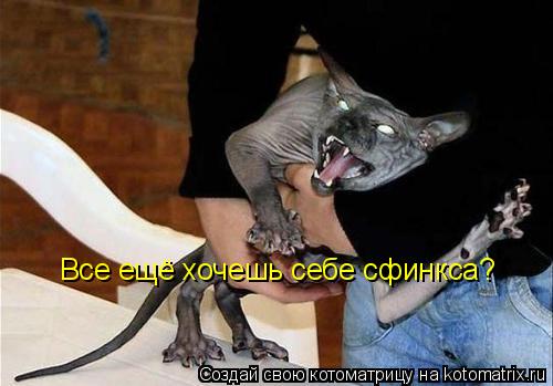Все ещё хочешь себе сфинкса?... Котоматрица: Все ещё хочешь себе сфинкса?