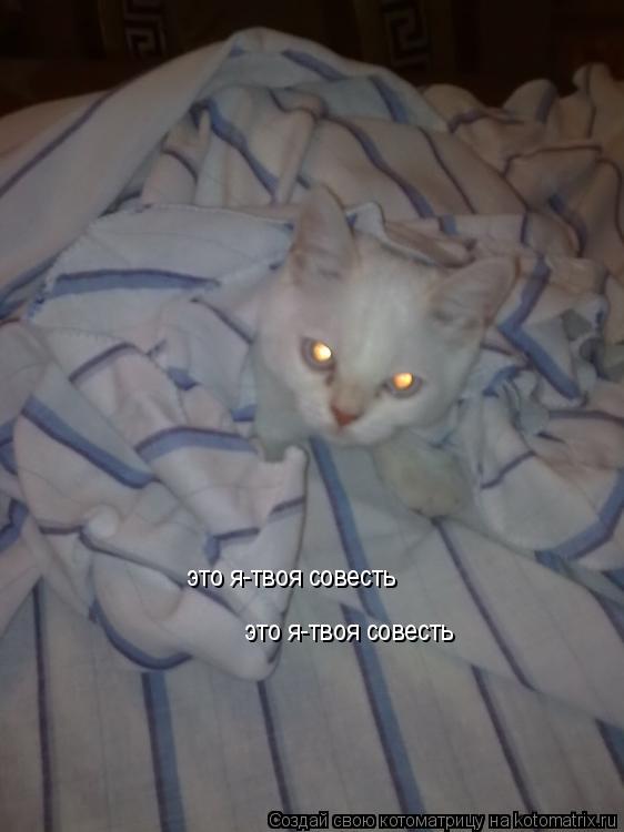 это я-твоя совесть это я-твоя совесть... Котоматрица: это я-твоя совесть это я-твоя совесть