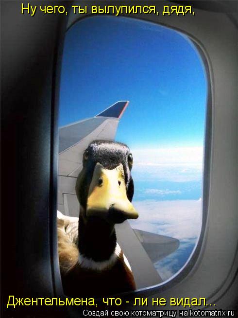 Ну чего, ты вылупился, дядя, Джентельмена, что - ли не видал...... Котоматрица: Ну чего, ты вылупился, дядя, Джентельмена, что - ли не видал...