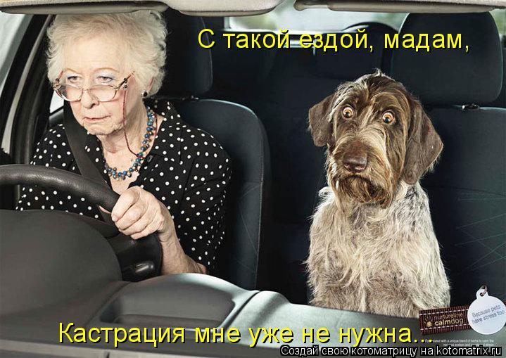 С такой ездой, мадам, Кастрация мне уже не нужна...... Котоматрица: С такой ездой, мадам, Кастрация мне уже не нужна...