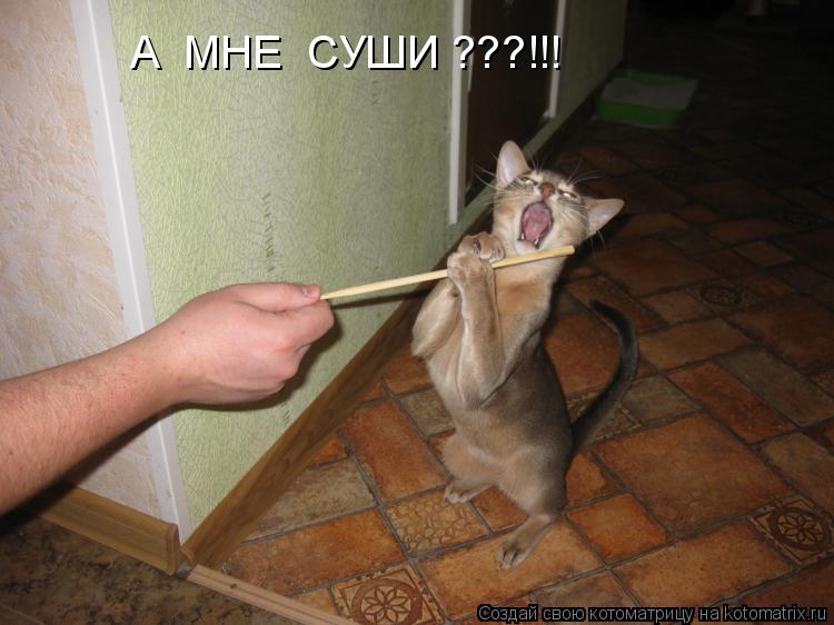 А МНЕ СУШИ ???!!!... Котоматрица: А МНЕ СУШИ ???!!!