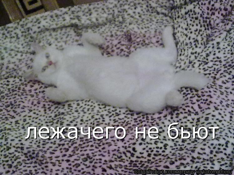 лежачего не бьют... Котоматрица: лежачего не бьют