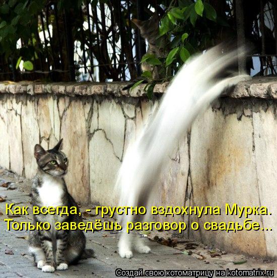 Как всегда, - грустно вздохнула Мурка. Только заведёшь разговор о свадьбе...... Котоматрица: Как всегда, - грустно вздохнула Мурка. Только заведёшь разговор о свадьбе...
