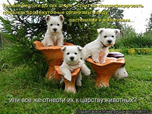 Ученые-биологи до сих спорят, стоит ли классифицировать грибы как промежуточные организмы между расте... Котоматрица: Ученые-биологи до сих спорят, стоит ли классифицировать грибы как промежуточные организмы между растениями и животными... ...или все же отне