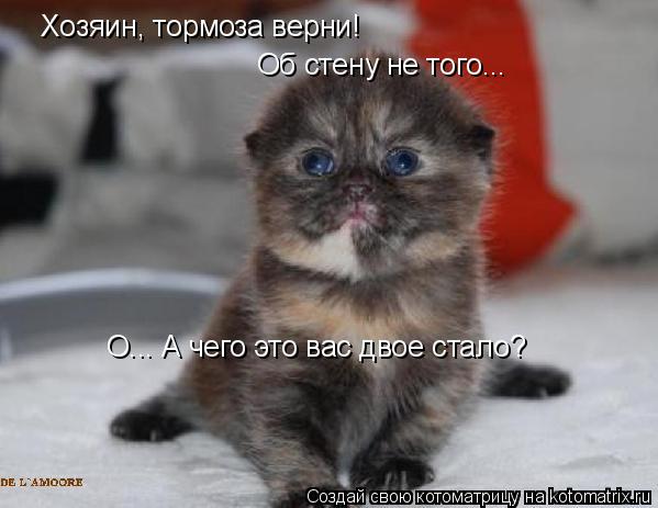 Хозяин, тормоза верни! Об стену не того... О... А чего это вас двое стало?... Котоматрица: Хозяин, тормоза верни! Об стену не того... О... А чего это вас двое стало?