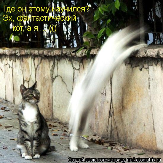 Где он этому научился? Эх, фантастический кот, а я ... (((... Котоматрица: Где он этому научился? Эх, фантастический кот, а я ... (((