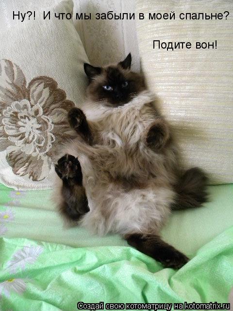 Ну?! И что мы забыли в моей спальне? Подите вон!... Котоматрица: Ну?! И что мы забыли в моей спальне? Подите вон!
