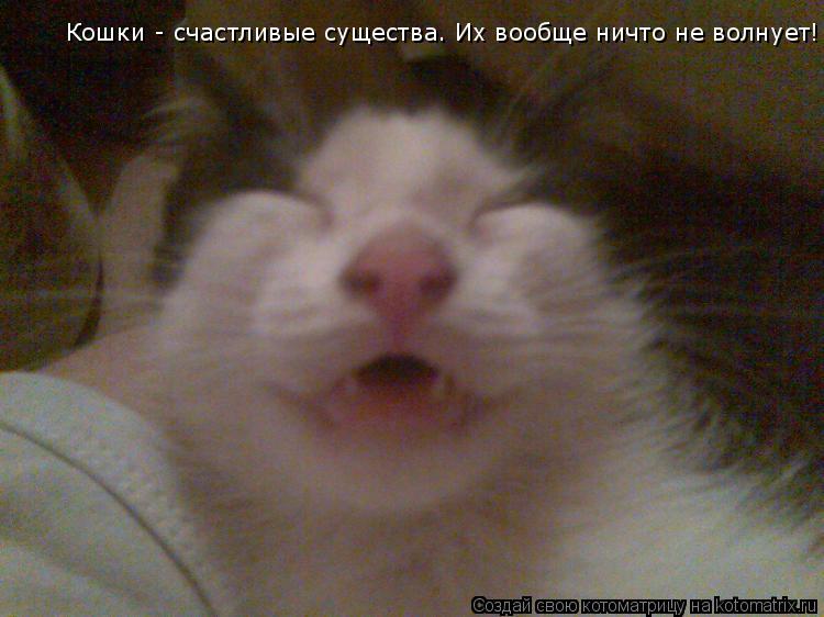 Кошки - счастливые существа. Их вообще ничто не волнует!... Котоматрица: Кошки - счастливые существа. Их вообще ничто не волнует!