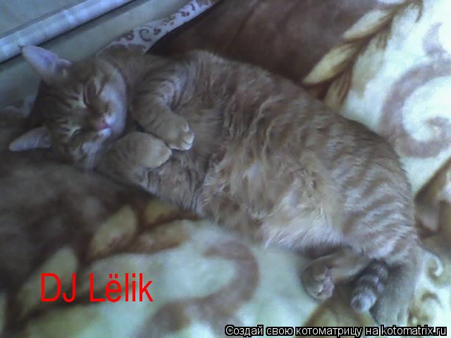 DJ Lёlik... Котоматрица: DJ Lёlik