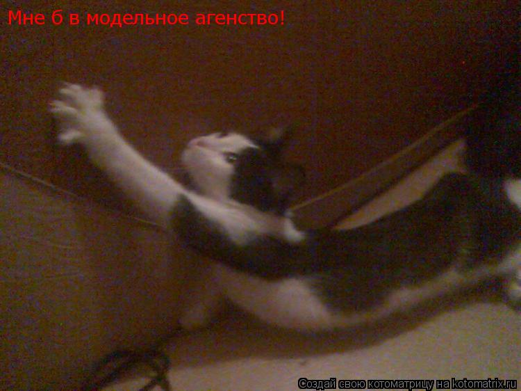 Мне б в модельное агенство!... Котоматрица: Мне б в модельное агенство!