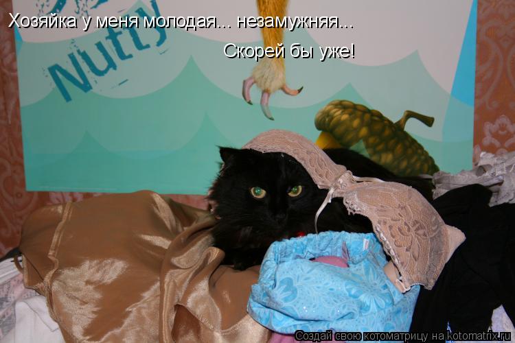 Хозяйка у меня молодая... незамужняя... Скорей бы уже!... Котоматрица: Хозяйка у меня молодая... незамужняя... Скорей бы уже!