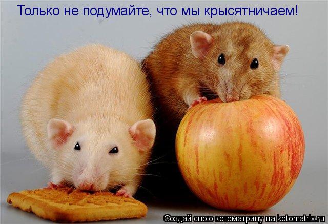 Только не подумайте, что мы крысятничаем!... Котоматрица: Только не подумайте, что мы крысятничаем!
