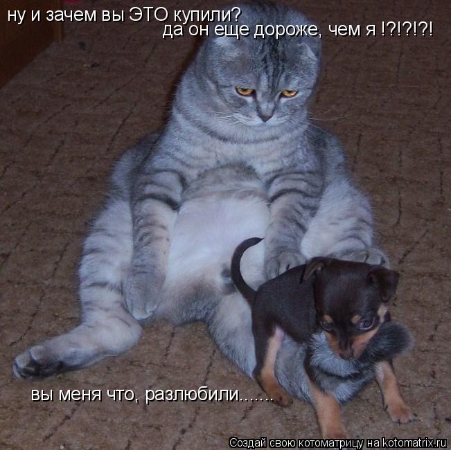 ну и зачем вы ЭТО купили? да он еще дороже, чем я !?!?!?! вы меня что, разлюбили.......... Котоматрица: ну и зачем вы ЭТО купили? да он еще дороже, чем я !?!?!?! вы меня что, разлюбили.......