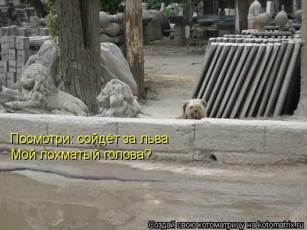 Посмотри: сойдёт за льва Мой лохматый голова?... Котоматрица: Посмотри: сойдёт за льва Мой лохматый голова?