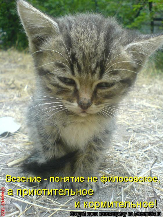 Везение - понятие не филосовское, а приютительное и кормительное!... Котоматрица: Везение - понятие не филосовское, а приютительное и кормительное!