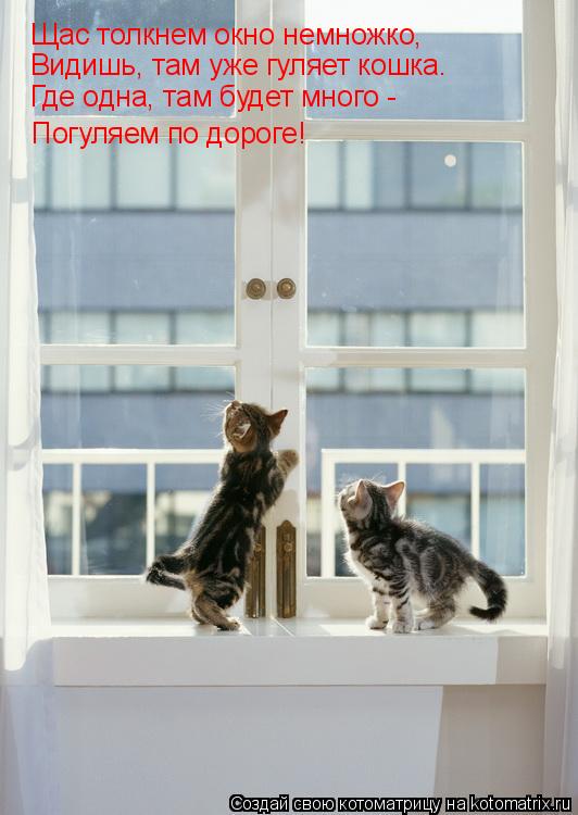 Щас толкнем окно немножко, Видишь, там уже гуляет кошка. Где одна, там будет много - Погуляем по доро... Котоматрица: Щас толкнем окно немножко, Видишь, там уже гуляет кошка. Где одна, там будет много - Погуляем по дороге!