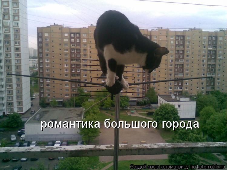 романтика большого города... Котоматрица: романтика большого города