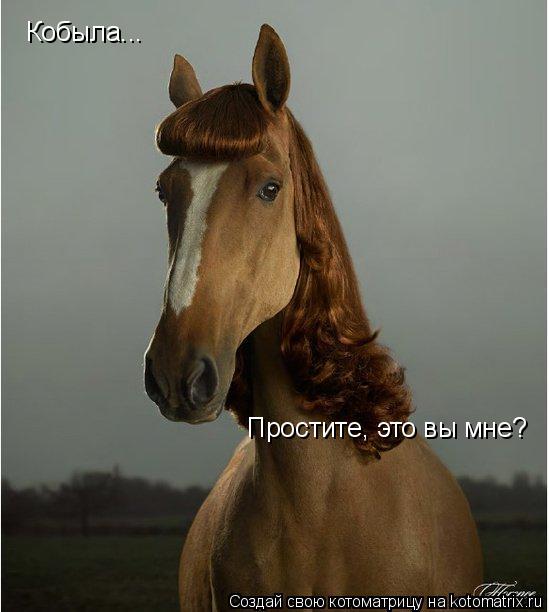 Кобыла... Простите, это вы мне?... Котоматрица: Кобыла... Простите, это вы мне?