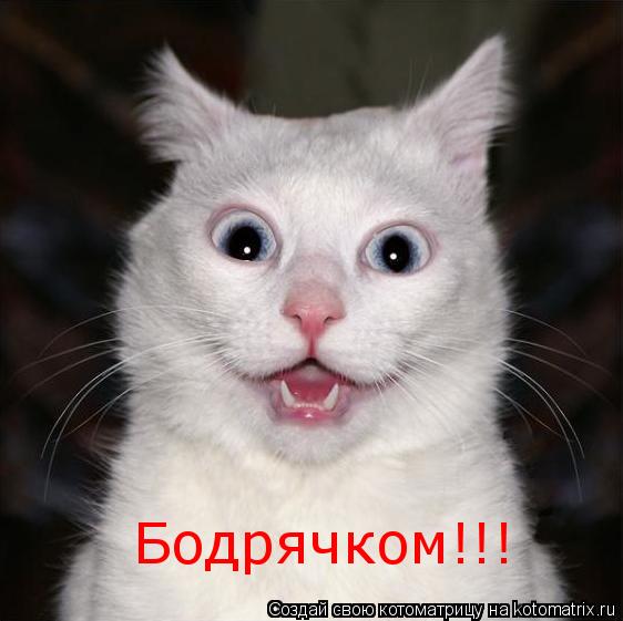 Бодрячком!!!... Котоматрица: Бодрячком!!!