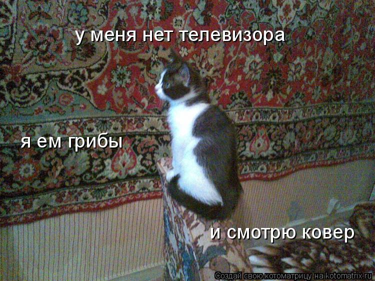 Котоматрица: у меня нет телевизора я ем грибы и смотрю ковер