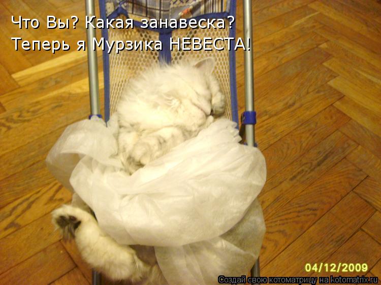 Что Вы? Какая занавеска? Теперь я Мурзика НЕВЕСТА!... Котоматрица: Что Вы? Какая занавеска? Теперь я Мурзика НЕВЕСТА!