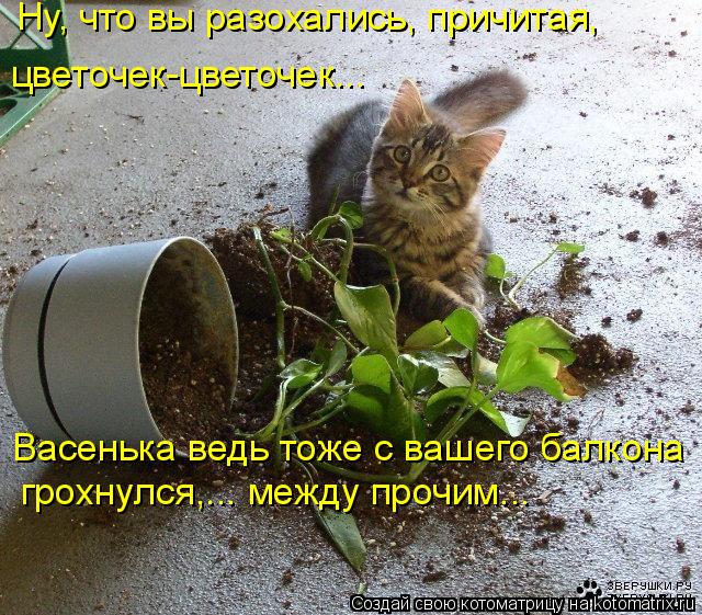 Ну, что вы разохались, причитая, цветочек-цветочек….. грохнулся,... между прочим... Васенька ве... Котоматрица: Ну, что вы разохались, причитая, цветочек-цветочек….. грохнулся,... между прочим... Васенька ведь тоже с вашего балкона