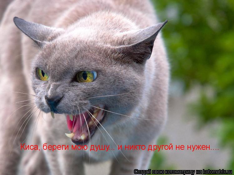 Киса, береги мою душу... и никто другой не нужен....... Котоматрица: Киса, береги мою душу... и никто другой не нужен....