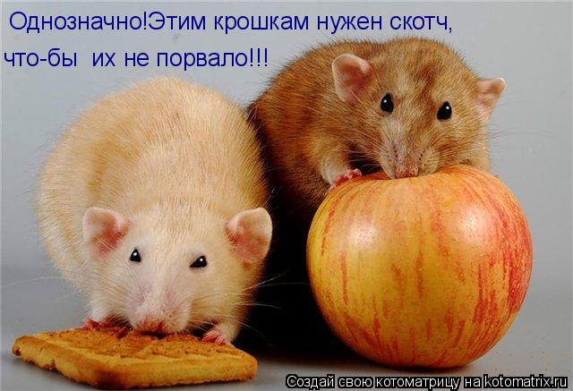 что-бы их не порвало!!! Однозначно!Этим крошкам нужен скотч,... Котоматрица: что-бы их не порвало!!! Однозначно!Этим крошкам нужен скотч,