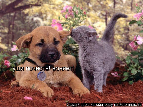 уши почисть! воняет!... Котоматрица: уши почисть! воняет!