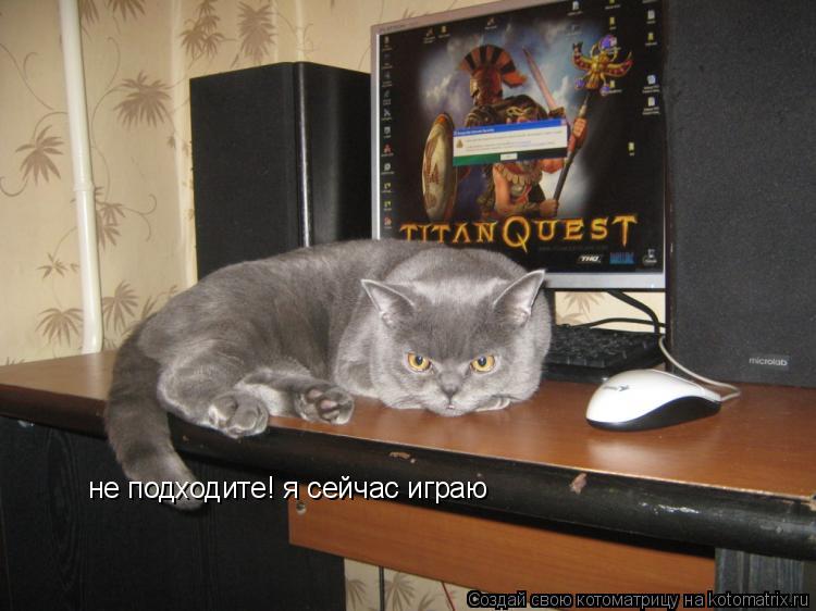 не подходите! я сейчас играю... Котоматрица: не подходите! я сейчас играю