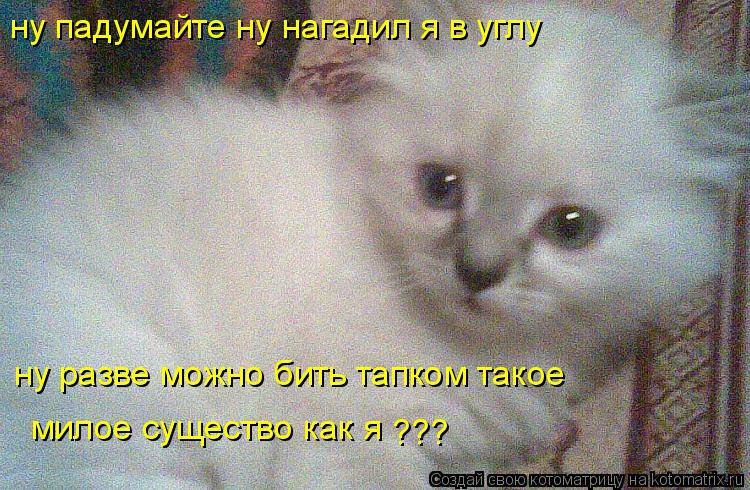 ну падумайте ну нагадил я в углу ну разве можно бить тапком такое милое существо как я ???... Котоматрица: ну падумайте ну нагадил я в углу ну разве можно бить тапком такое милое существо как я ???