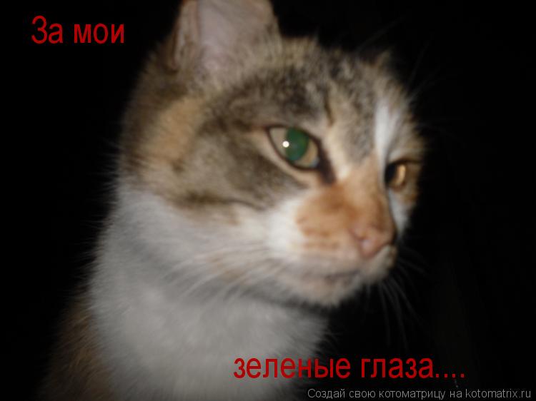 За мои зеленые глаза....... Котоматрица: За мои зеленые глаза....