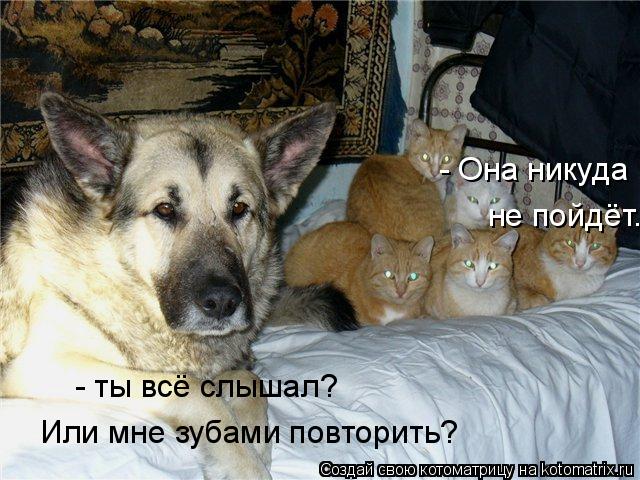 - Она никуда не пойдёт. - ты всё слышал? Или мне зубами повторить?... Котоматрица: - Она никуда не пойдёт. - ты всё слышал? Или мне зубами повторить?