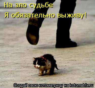 На зло судьбе Я обязательно выживу!... Котоматрица: На зло судьбе Я обязательно выживу!