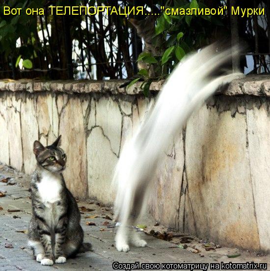 Вот она ТЕЛЕПОРТАЦИЯ....."смазливой" Мурки... Котоматрица: Вот она ТЕЛЕПОРТАЦИЯ....."смазливой" Мурки