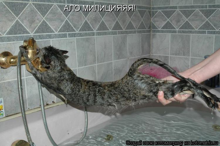 АЛО МИЛИЦИЯЯЯ!... Котоматрица: АЛО МИЛИЦИЯЯЯ!