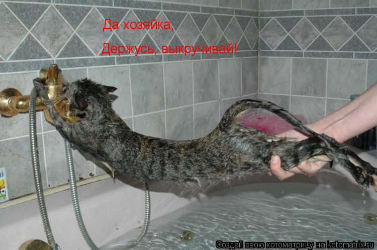Да хозяйка, Держусь, выкручивай!... Котоматрица: Да хозяйка, Держусь, выкручивай!