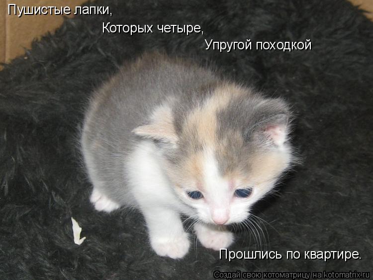 Пушистые лапки, Которых четыре, Упругой походкой Прошлись по квартире.... Котоматрица: Пушистые лапки, Которых четыре, Упругой походкой Прошлись по квартире.