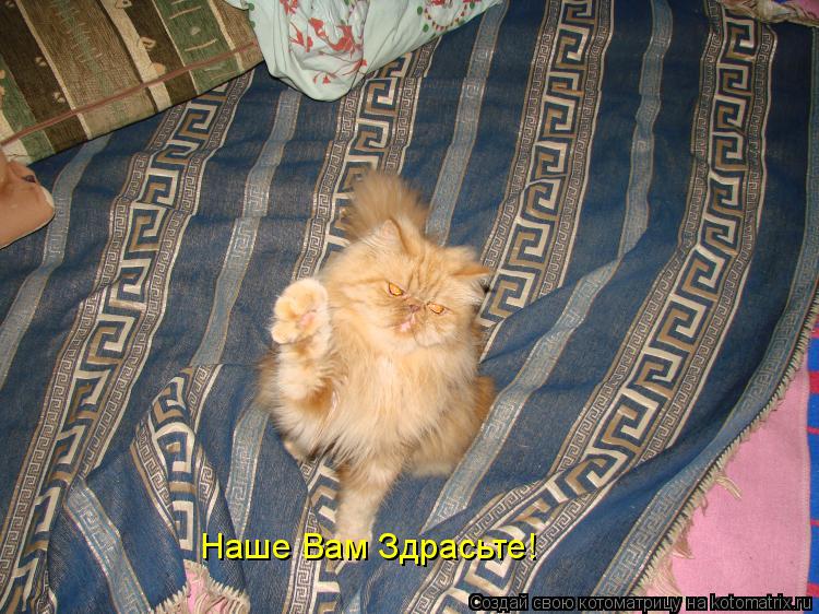 Наше Вам Здрасьте!... Котоматрица: Наше Вам Здрасьте!
