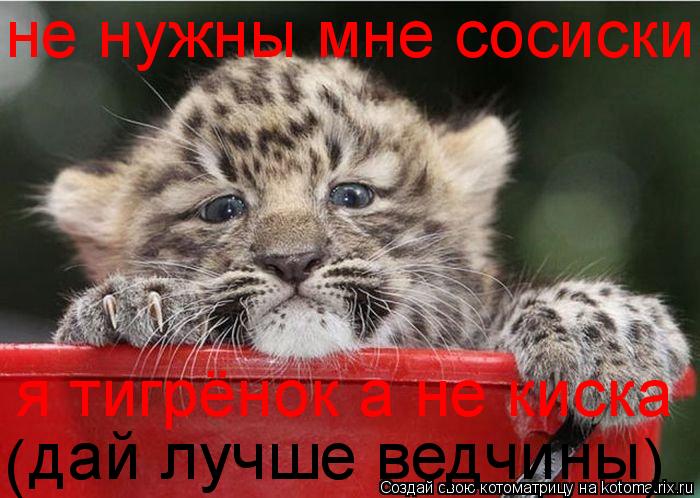 не нужны мне сосиски я тигрёнок а не киска дай лучше ведчины ( )... Котоматрица: не нужны мне сосиски я тигрёнок а не киска дай лучше ведчины ( )