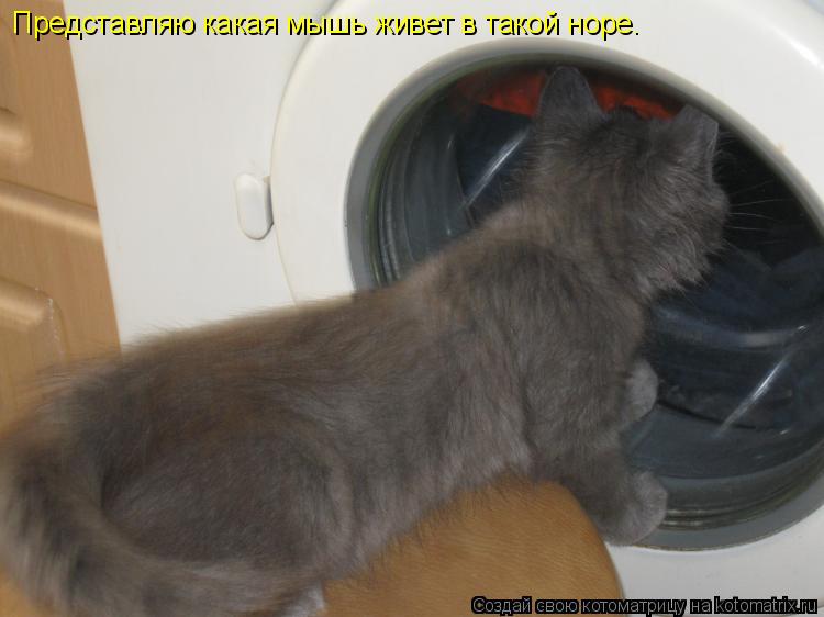 Котоматрица: Представляю какая мышь живет в такой норе.