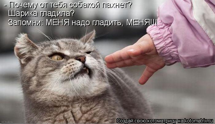 - Почему от тебя собакой пахнет? Шарика гладила? Запомни: МЕНЯ надо гладить, МЕНЯ!!!... Котоматрица: - Почему от тебя собакой пахнет? Шарика гладила? Запомни: МЕНЯ надо гладить, МЕНЯ!!!